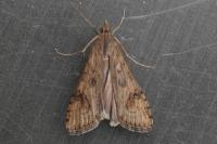Nomophila noctuella
