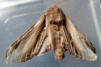 Pheosia tremula
