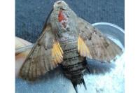 Macroglossum stellatarum