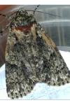 Acronicta rumicis