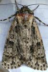 Acronicta rumicis