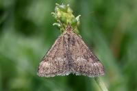 Pyrausta aerealis