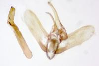 Evergestis politalis