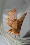 Selenia lunularia