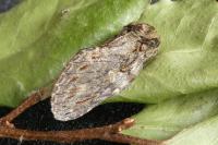 Peridea anceps