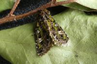 Valeria jaspidea