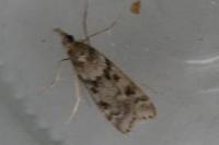 Eudonia angustea