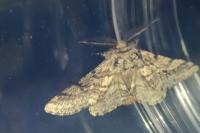 Lycia hirtaria
