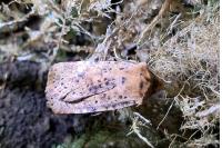 Conistra rubiginea