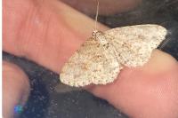 Ectropis crepuscularia