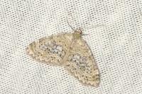 Acasis viretata