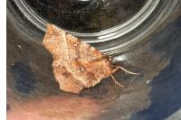 Selenia dentaria