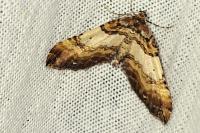Earophila badiata