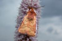 Eriopygodes imbecilla
