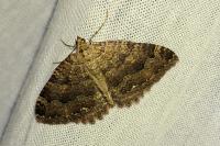 Triphosa dubitata