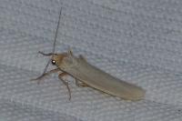 Eilema caniola