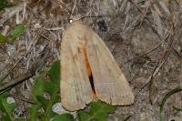 Noctua tirrenica