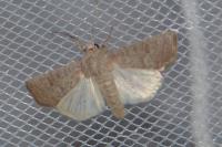 Hoplodrina ambigua