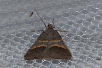 Perigune convergata