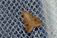 Udea ferrugalis