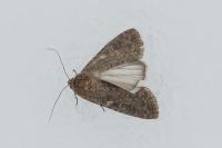 Spodoptera exigua