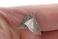 Spodoptera exigua
