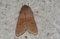 Orthosia miniosa