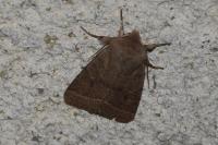 Orthosia cerasi