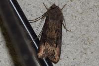 Agrotis ipsilon