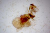 Eilema caniola