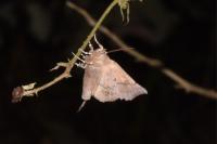 Scoliopteryx libatrix