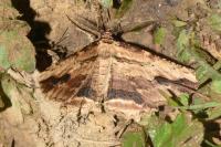 Menophra abruptaria