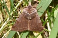 Cerastis rubricosa