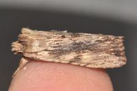 Lithophane socia