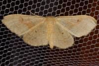Idaea rubraria