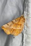 Selenia dentaria