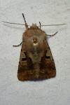 Orthosia gothica