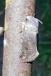 Orthosia incerta