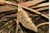 Colostygia multistrigaria multistrigaria