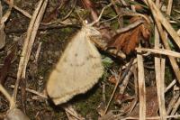 Colostygia multistrigaria multistrigaria