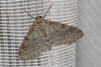 Trichopteryx carpinata