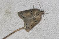 Nycteola revayana