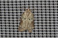 Nycteola revayana