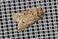Nycteola revayana