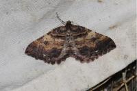 Earophila badiata