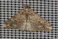 Agriopis leucophaearia