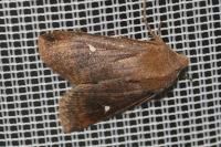 Eupsilia transversa