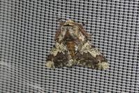Biston strataria