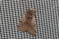 Cerastis rubricosa