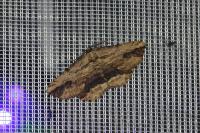 Menophra abruptaria